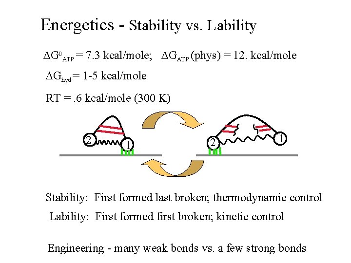 Energetics - Stability vs. Lability DG 0 ATP = 7. 3 kcal/mole; DGATP (phys)