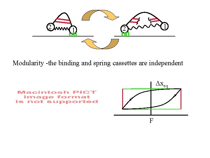 2 1 1 2 Modularity -the binding and spring cassettes are independent Dxeq F