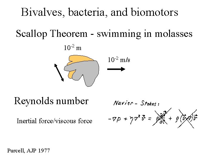 Physics of Brownian Motors Swimming in Molasses and