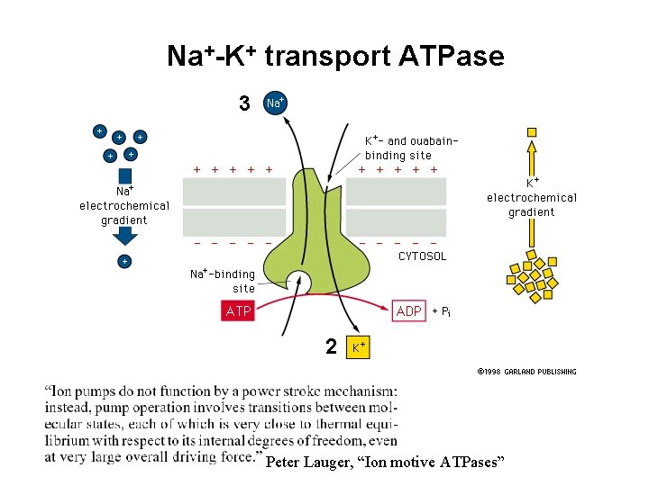 Na+-K+ transport ATPase 3 2 Peter Lauger, “Ion motive ATPases” 