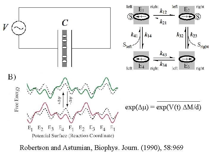 exp(Dm) = exp(V(t) DM/d) Robertson and Astumian, Biophys. Journ. (1990), 58: 969 
