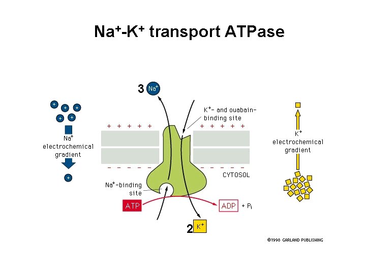 Na+-K+ transport ATPase 3 2 