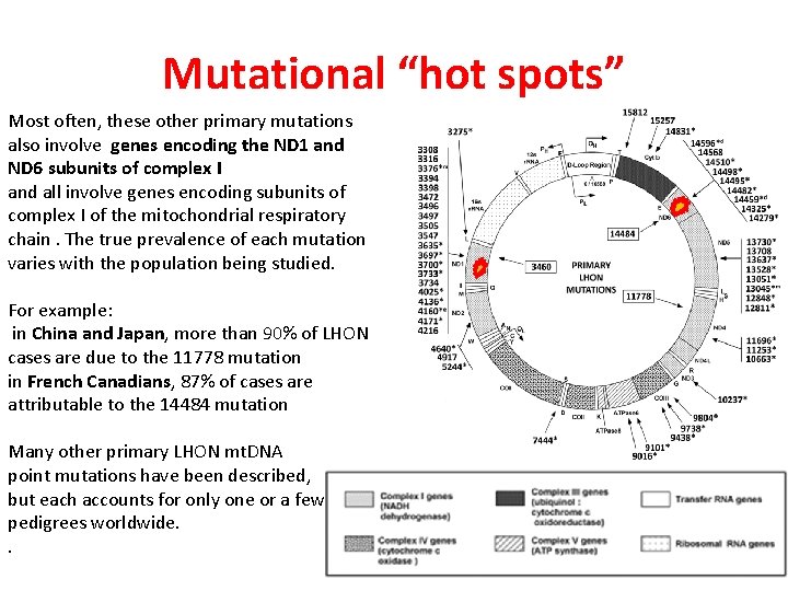 Mutational “hot spots” Most often, these other primary mutations also involve genes encoding the