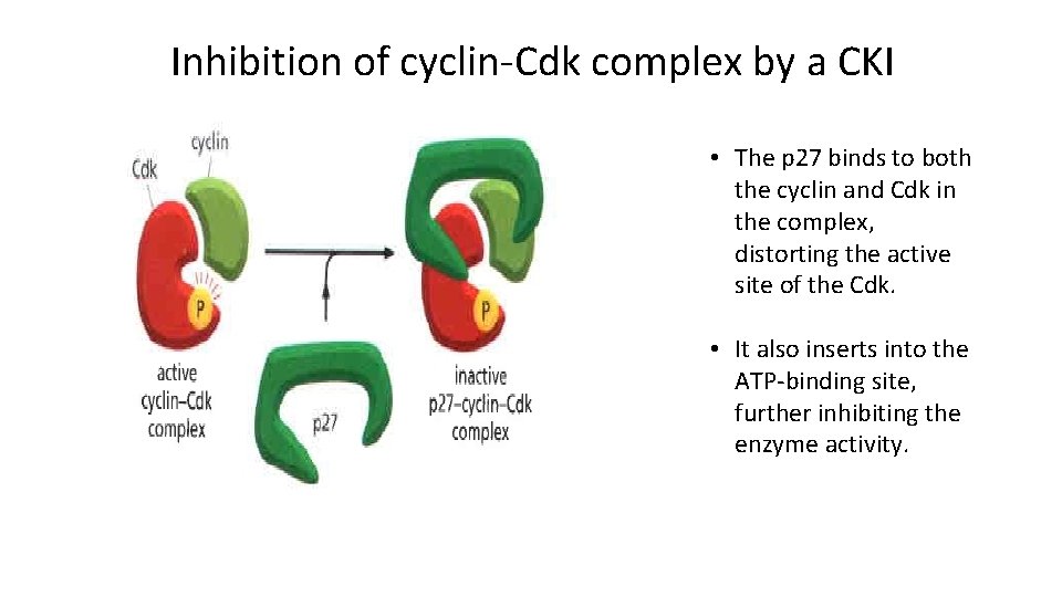 Inhibition of cyclin-Cdk complex by a CKI • The p 27 binds to both