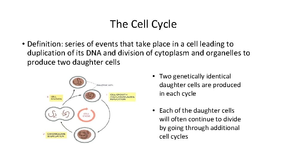 The Cell Cycle • Definition: series of events that take place in a cell