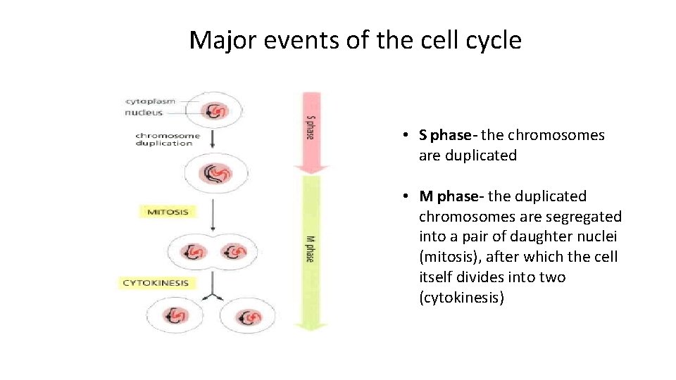 Major events of the cell cycle • S phase- the chromosomes are duplicated •