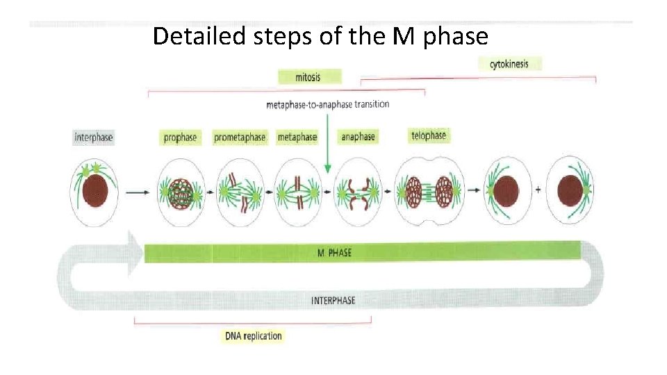 Detailed steps of the M phase 
