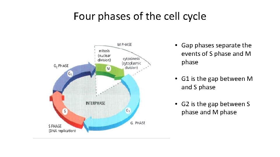Four phases of the cell cycle • Gap phases separate the events of S