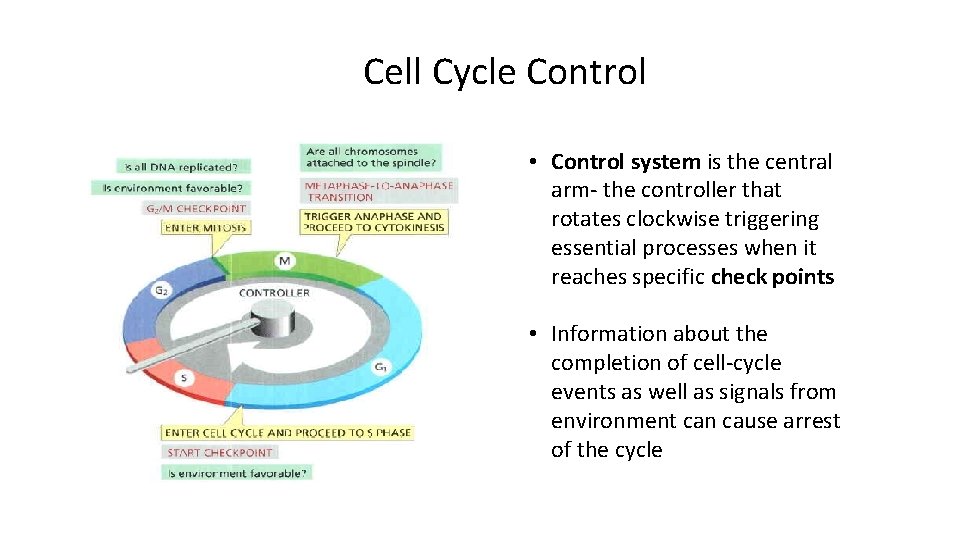Cell Cycle Control • Control system is the central arm- the controller that rotates