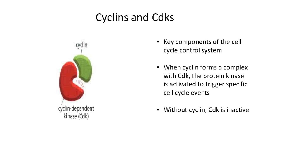 Cyclins and Cdks • Key components of the cell cycle control system • When