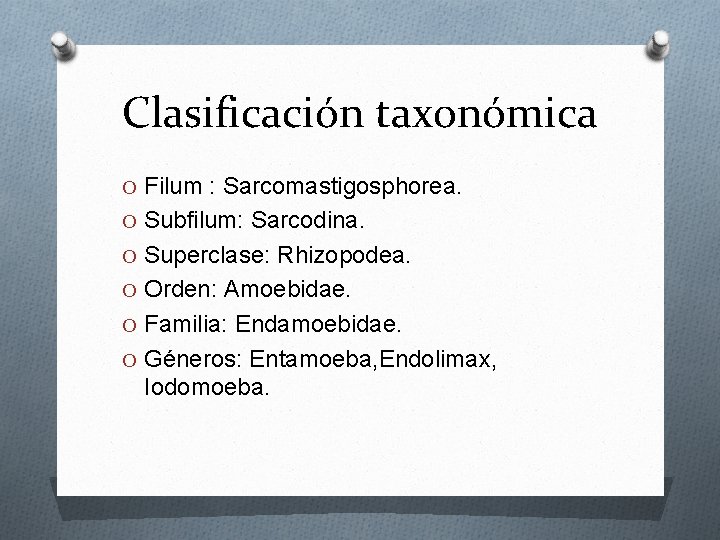 Clasificación taxonómica O Filum : Sarcomastigosphorea. O Subfilum: Sarcodina. O Superclase: Rhizopodea. O Orden: