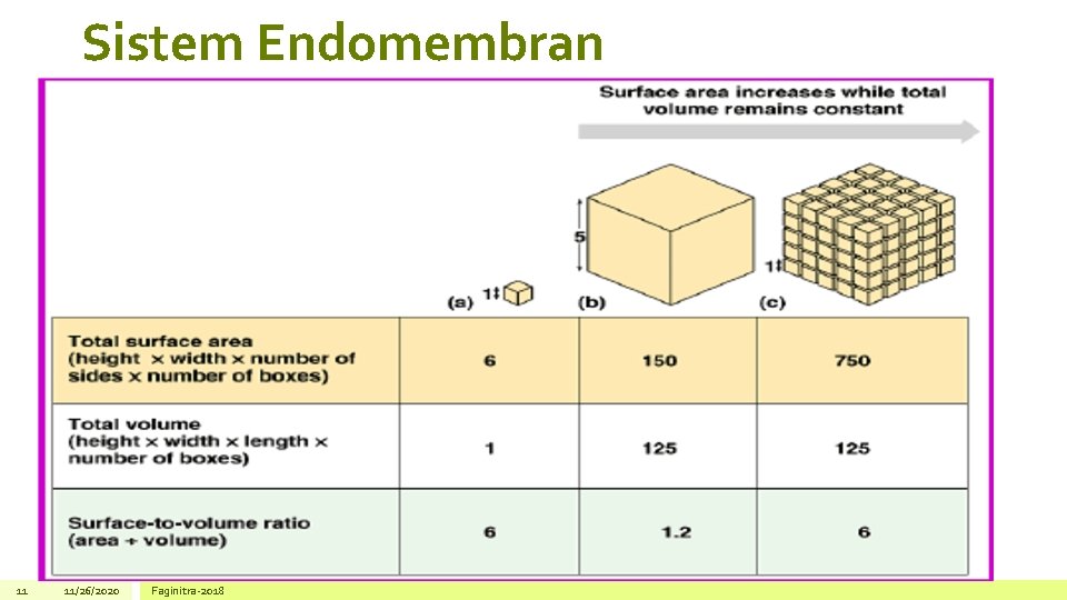 Sistem Endomembran 11 11/26/2020 Faginitra-2018 