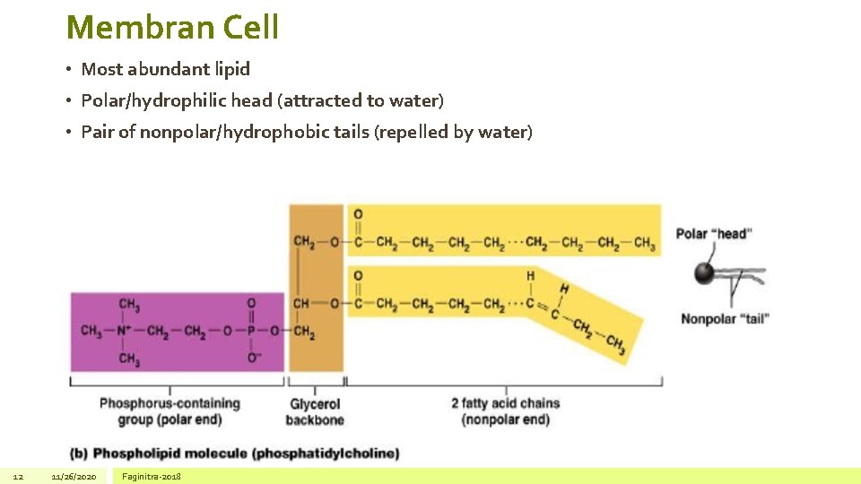 Membran Cell • Most abundant lipid • Polar/hydrophilic head (attracted to water) • Pair