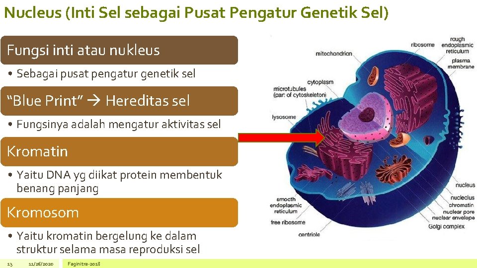 Nucleus (Inti Sel sebagai Pusat Pengatur Genetik Sel) Fungsi inti atau nukleus • Sebagai