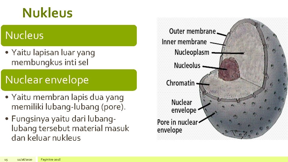 Nukleus Nucleus • Yaitu lapisan luar yang membungkus inti sel Nuclear envelope • Yaitu