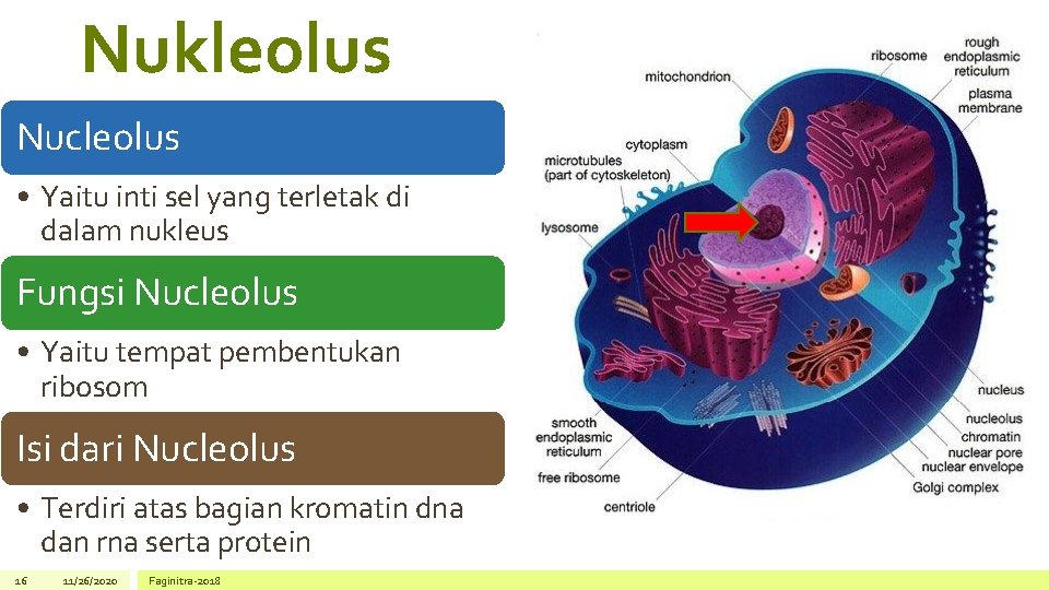 Nukleolus Nucleolus • Yaitu inti sel yang terletak di dalam nukleus Fungsi Nucleolus •