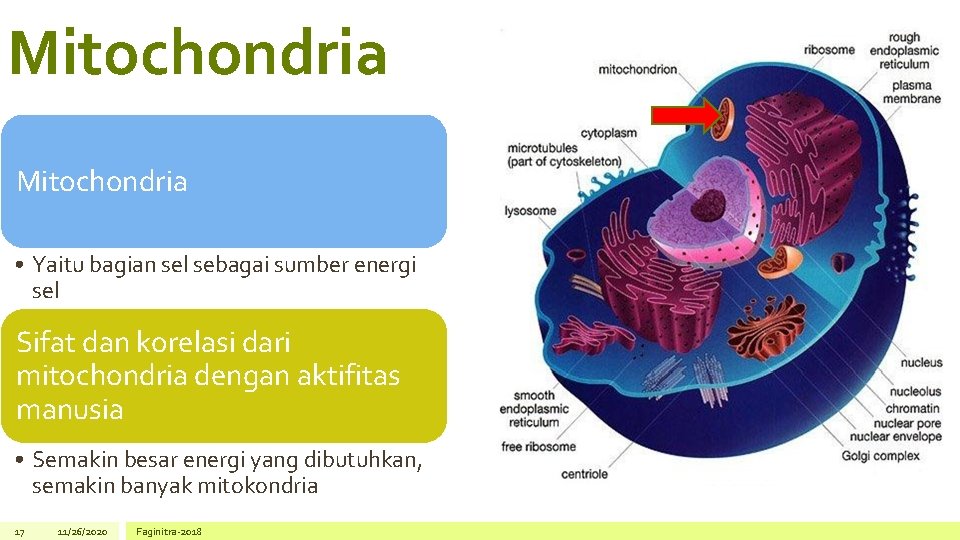 Mitochondria • Yaitu bagian sel sebagai sumber energi sel Sifat dan korelasi dari mitochondria