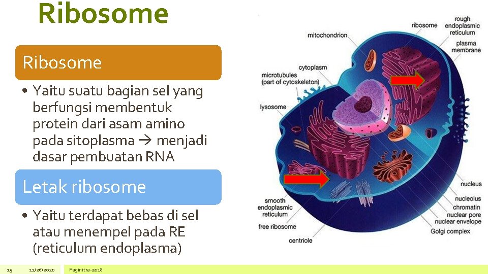 Ribosome • Yaitu suatu bagian sel yang berfungsi membentuk protein dari asam amino pada