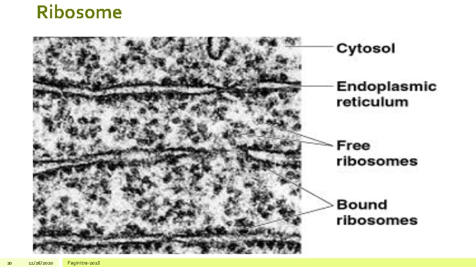 Ribosome 20 11/26/2020 Faginitra-2018 