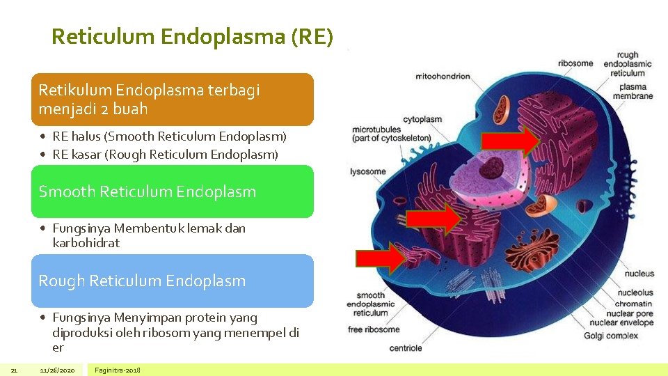 Reticulum Endoplasma (RE) Retikulum Endoplasma terbagi menjadi 2 buah • RE halus (Smooth Reticulum