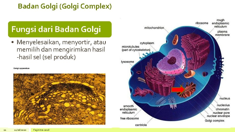 Badan Golgi (Golgi Complex) Fungsi dari Badan Golgi • Menyelesaikan, menyortir, atau memilih dan