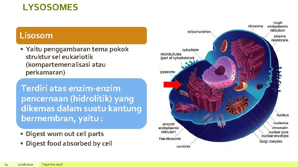 LYSOSOMES Lisosom • Yaitu penggambaran tema pokok struktur sel eukariotik (kompartemenalisasi atau perkamaran) Terdiri