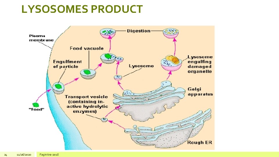 LYSOSOMES PRODUCT 24 11/26/2020 Faginitra-2018 
