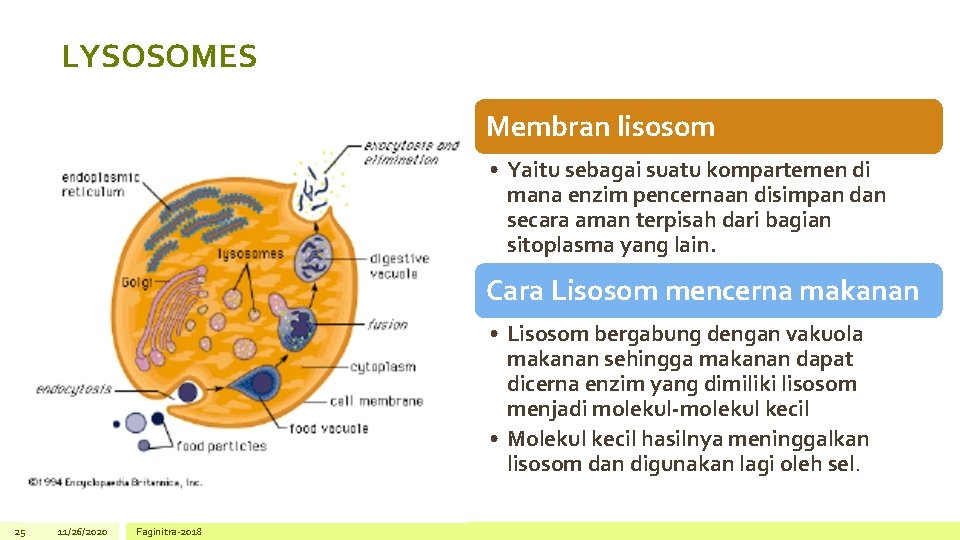 LYSOSOMES Membran lisosom • Yaitu sebagai suatu kompartemen di mana enzim pencernaan disimpan dan