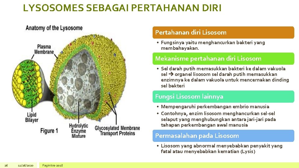 LYSOSOMES SEBAGAI PERTAHANAN DIRI Pertahanan diri Lisosom • Fungsinya yaitu menghancurkan bakteri yang membahayakan.