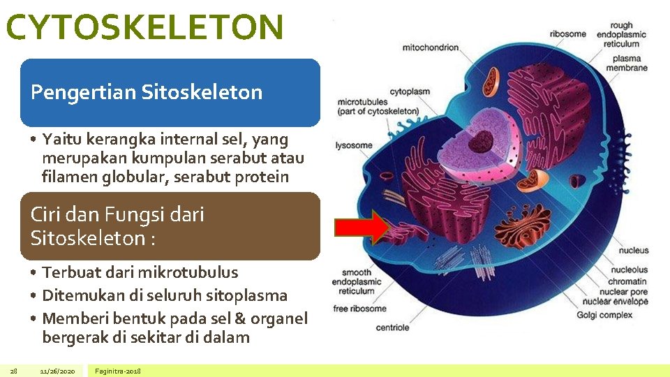 CYTOSKELETON Pengertian Sitoskeleton • Yaitu kerangka internal sel, yang merupakan kumpulan serabut atau filamen