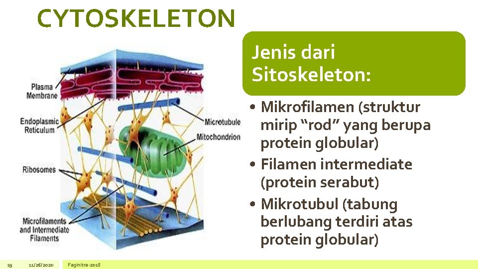 CYTOSKELETON Jenis dari Sitoskeleton: • Mikrofilamen (struktur mirip “rod” yang berupa protein globular) •