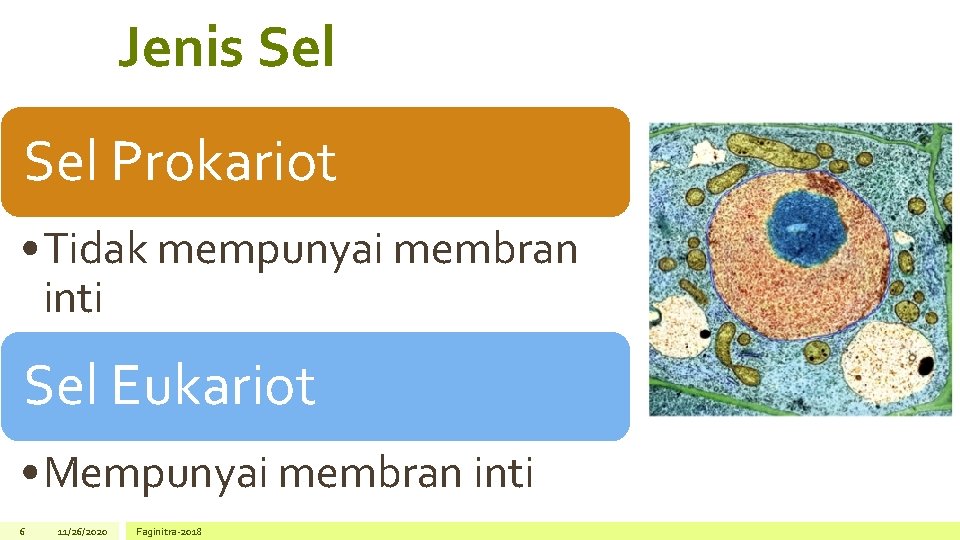 Jenis Sel Prokariot • Tidak mempunyai membran inti Sel Eukariot • Mempunyai membran inti