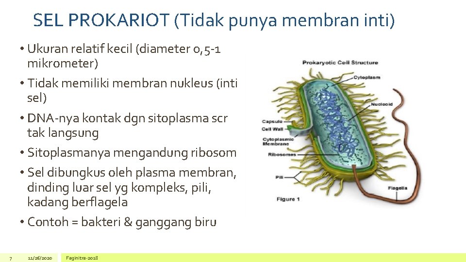 SEL PROKARIOT (Tidak punya membran inti) • Ukuran relatif kecil (diameter 0, 5 -1