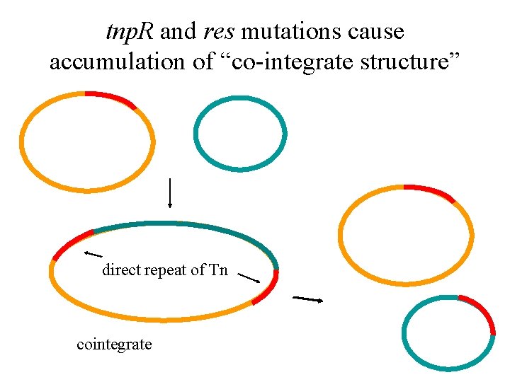 tnp. R and res mutations cause accumulation of “co-integrate structure” direct repeat of Tn