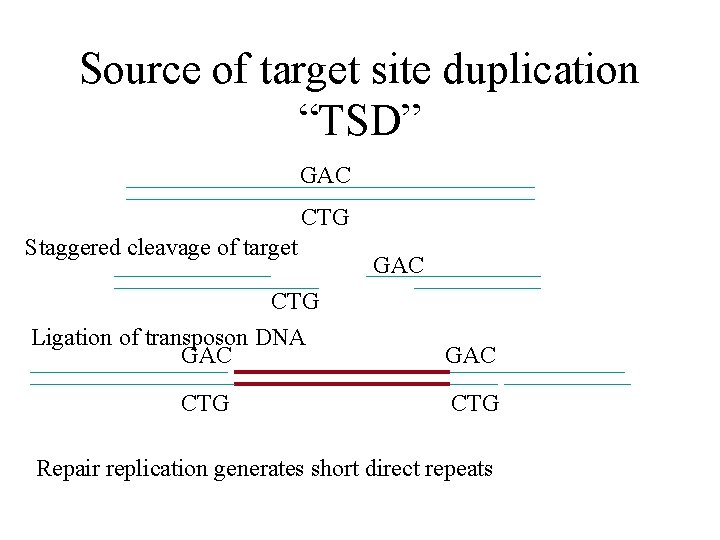 Source of target site duplication “TSD” GAC CTG Staggered cleavage of target CTG Ligation