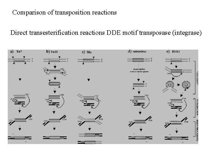 Comparison of transposition reactions Direct transesterification reactions DDE motif transposase (integrase) 