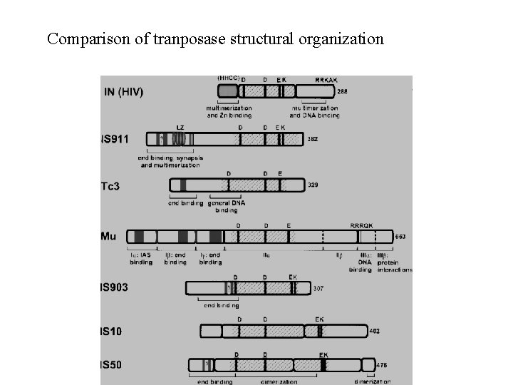 Comparison of tranposase structural organization 