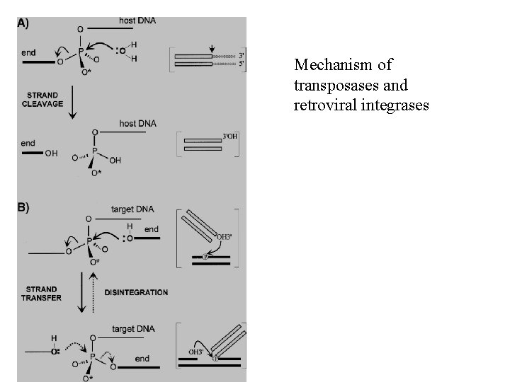 Mechanism of transposases and retroviral integrases 