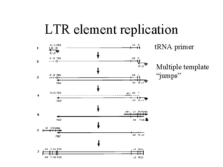 LTR element replication t. RNA primer Multiple template “jumps” 