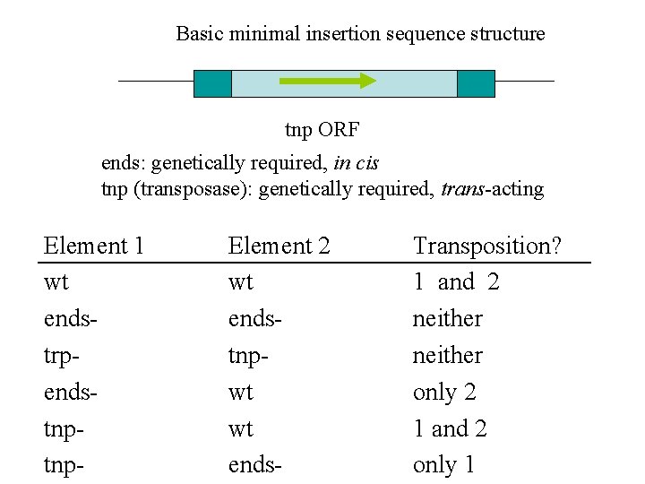 Basic minimal insertion sequence structure tnp ORF ends: genetically required, in cis tnp (transposase):