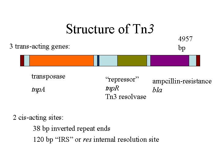 Structure of Tn 3 3 trans-acting genes: transposase tnp. A 4957 bp “repressor” ampcillin-resistance