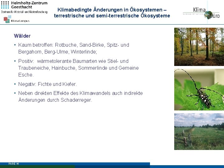 Klimabedingte Änderungen in Ökosystemen – terrestrische und semi-terrestrische Ökosysteme Wälder • Kaum betroffen: Rotbuche,