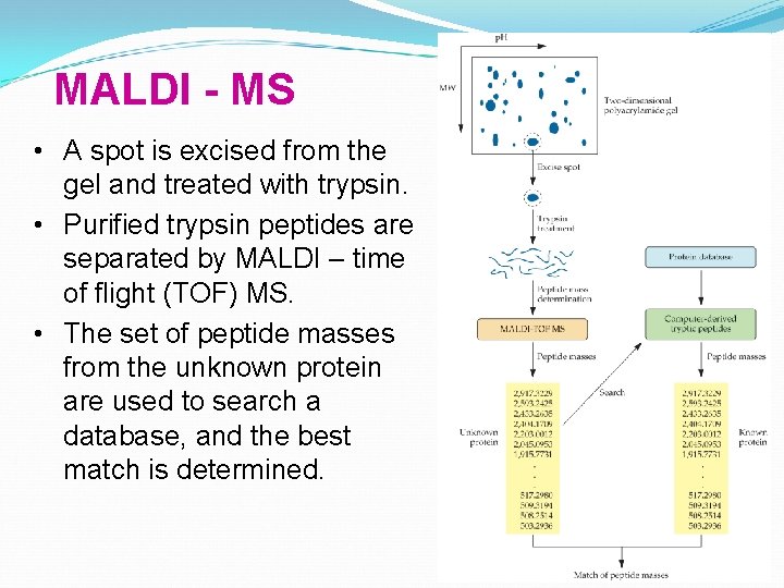 MALDI - MS • A spot is excised from the gel and treated with