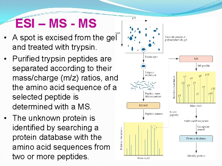 ESI – MS - MS • A spot is excised from the gel and