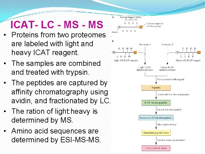 ICAT- LC - MS • Proteins from two proteomes are labeled with light and