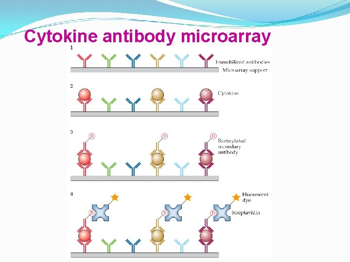 Cytokine antibody microarray 