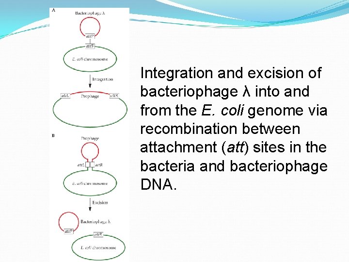 Integration and excision of bacteriophage λ into and from the E. coli genome via