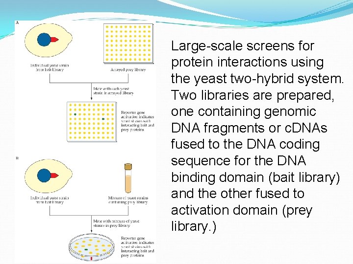 Large-scale screens for protein interactions using the yeast two-hybrid system. Two libraries are prepared,