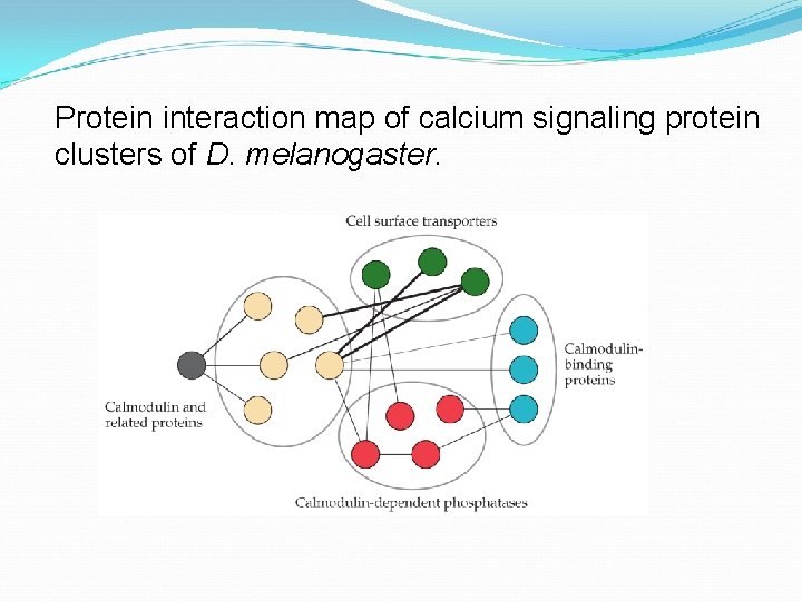 Protein interaction map of calcium signaling protein clusters of D. melanogaster. 