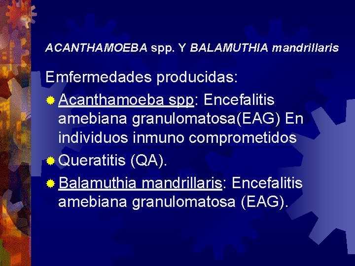 ACANTHAMOEBA spp. Y BALAMUTHIA mandrillaris Emfermedades producidas: ® Acanthamoeba spp: Encefalitis amebiana granulomatosa(EAG) En